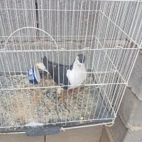 کفتر ساده سیاه ماده