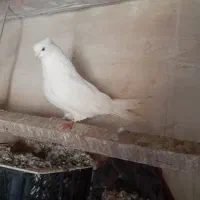 کبوتر آغ گوز نر