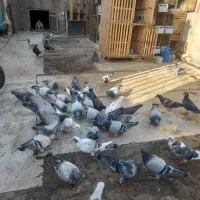 ۵۰ بلکی درجه یک فروشی