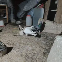 ی جفت طوقی آس|پرنده|مشهد, چهارچشمه|دیوار