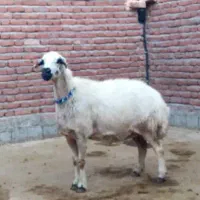 میش آبستن و قوچ|حیوانات مزرعه|ملکان, |دیوار