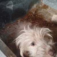 سگ زینتی|سگ|آران و بیدگل, |دیوار