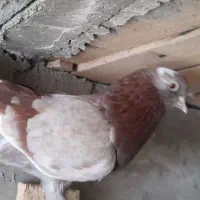 کبوتر پرشی اس