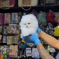 توله پامرانین خرسی|سگ|اصفهان, شمس آباد|دیوار