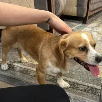 واگذاری سگ خونگی|سگ|اهواز, گلستان|دیوار