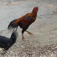 خروس و مرغ لاری