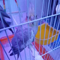 یه عروس هلندی ماده