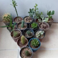 مجموعه ۱۰ گلدان کاکتوس و گل|گل و گیاه طبیعی|یزد, |دیوار