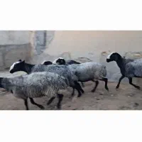 فروش ۵ عدد میش شال ۲ قلو زا|حیوانات مزرعه|اصفهان, دانشگاه اصفهان|دیوار