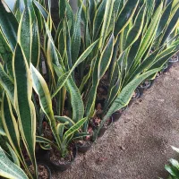 حراج سانسوریا ابلق|گل و گیاه طبیعی|محمودآباد, |دیوار