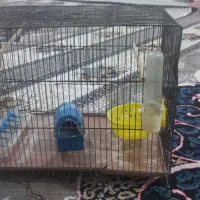 قفس پرنده وسایلاش کامل