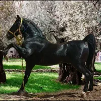 سلیمی کرد جهت کشش قیمت کشش ۱۰۰ تمن