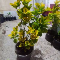 گل شمشاد|گل و گیاه طبیعی|سبزوار, هفت تیر|دیوار