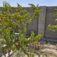 فروش باغ۵۰۰متری|فروش زمین و ملک کلنگی|مشهد, فارغ التحصیلان|دیوار