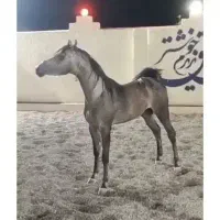 کشش سیلمی عرب .و فروش.