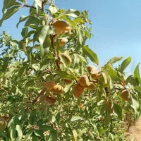 باغ ۱۶۰۰متری بادام با آب و سندتکبرگ زیر زیرقیمت