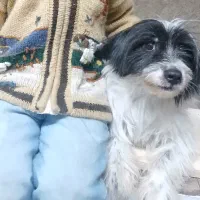 سگ شیتزو تریر شناسنامه دار