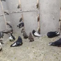 کفتر|پرنده|شیراز, شهرک کوشکک|دیوار