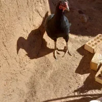 اردک اسراییلی|حیوانات مزرعه|تربت جام, جامرود|دیوار