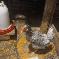 مرغ وخروس گلین