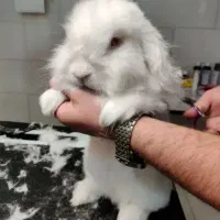 گربه ،خرگوش