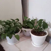 گل پتوس بزرگ