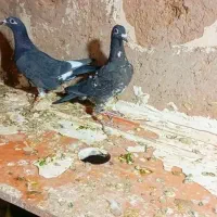 سینه سفید|پرنده|تربت‌حیدریه, حیدرآباد|دیوار