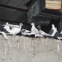 کبوتر ،کفتر