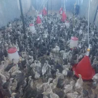 نیمچه بوقلمون  برنز و بوربن
