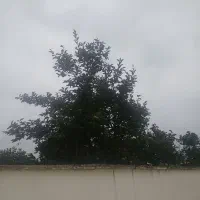 خانه اجاره را جدا نیاوران