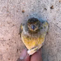 دو رگه گلبسر قناری