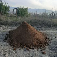 کودگاوی|خدمات باغبانی و درختکاری|گرگان, |دیوار