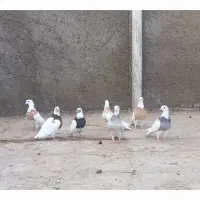 کبوتر رنگی|پرنده|سلامی, |دیوار