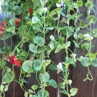 گل و گلدان میوه مصنوعی و گل اویز