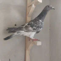 دوتا کفتر|پرنده|شیراز, کوشک میدان|دیوار