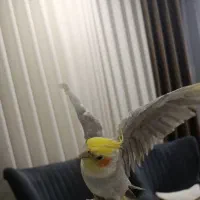 عروس هلندی نر ۲ساله