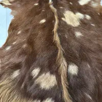 پوست طبیعی بز دباغی شده اصل با کیفیت|صنایع دستی و سایر لوازم تزئینی|کرج, ساماندهی|دیوار