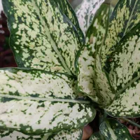 پتوس دیفن حسن یوسف سانس زاموفیلیا|گل و گیاه طبیعی|قم, شهرک فاطمیه|دیوار