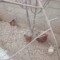 خروس|حیوانات مزرعه|آشخانه, |دیوار