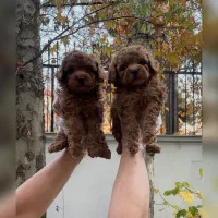 توی پودل رد ،دارک رد ،مشکی ،بلو