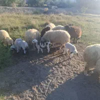 میش زایده|حیوانات مزرعه|میناب, |دیوار