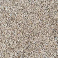 گندم بذری آران آبی