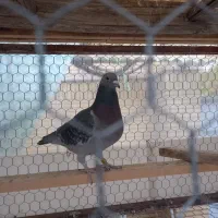 کفتر|پرنده|خمینیشهر, |دیوار