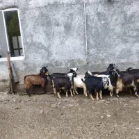 بز بزغاله بره میش|حیوانات مزرعه|قلعه نو, |دیوار