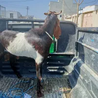 فروش کهرنر خوب