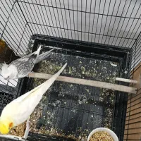 عروس هلندی با جوجه