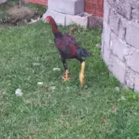 لاری، قیمت برای ۳تاست|حیوانات مزرعه|لوندویل, |دیوار