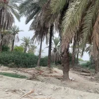 زمین باغ دارای سند در روستای ماگیان|فروش دفتر صنعتی، کشاورزی، تجاری|میناب, |دیوار