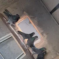 کفتر یا کبوتر پرشی|پرنده|پاکدشت, پاکدشت (مامازند)|دیوار