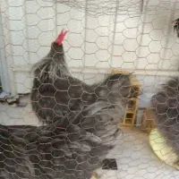 تخم مرغ نطفه دارابریشمی ومرغ وخروس تخم گذاروجوجه|حیوانات مزرعه|قم, حاج خلیل|دیوار